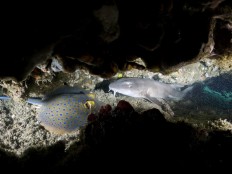 See it for yourself: The underwater beauty of Nusa Dua