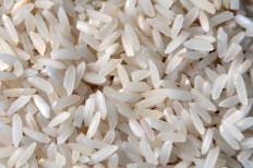 Indonesian diaspora professors in the US invent protein-rich rice