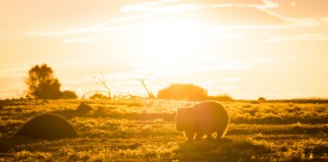 Australia builds world's longest cat-proof fence to save wildlife