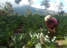 Polling stations prepared for Merapi evacuees in Boyolali