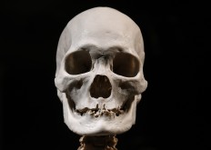 Sweeping gene survey reveals new facets of evolution