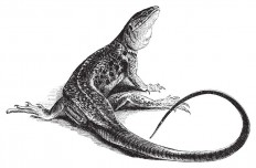 The mother of all lizards found in Italian Alps