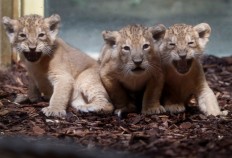 Lion cub triplets make first public appearance at Frankfurt zoo