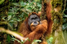 Tapanuli orangutan among 10 new species in 2018