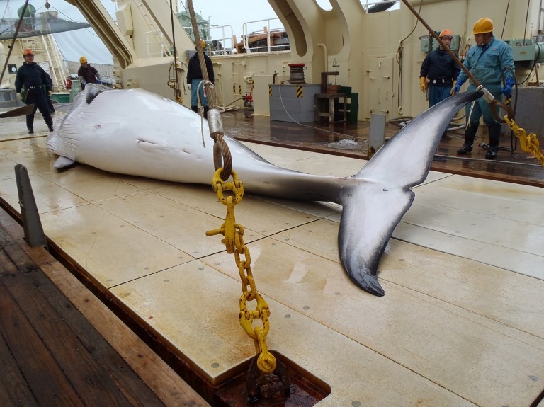 Japan Whale Hunt Killed 122 Pregnant Minkes - Environment - The Jakarta ...