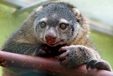 Rare Sulawesi bear cuscus born in captivity for first time