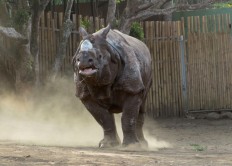 Batu Secret Zoo welcomes Indian rhino Bertus