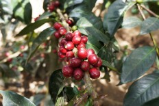 Karo farmers hone skills in coffee production with help from Starbucks