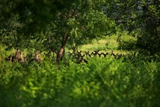 Dozens of deer stand together in the forest. JP/Tarko Sudiarno