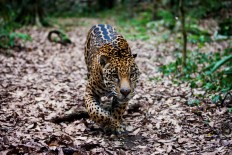 Mexico jaguar population grows 20% in eight years