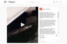 Expert confused by crocodile sighting in North Jakarta