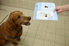 Research on dogs might shed light on human responses to food: Study