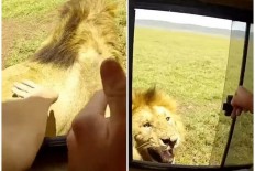 Tourist reaches out of safari vehicle in Tanzania to pat wild lion