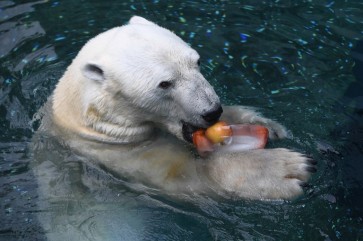 Bear necessities: Cooler home for South Korea's last polar bear
