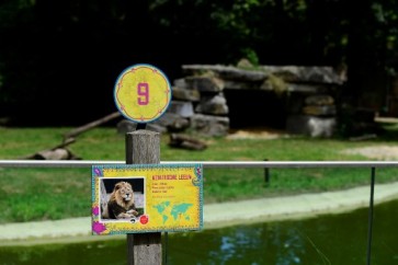 Escaped lion shot dead at Belgium zoo, sparking criticism