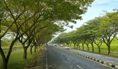 Roadside shelter: Nine-year-old trembesi trees line the Demak-Kudus highway in Central Java.