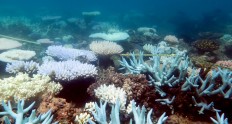 Australia's Great Barrier Reef might lose ability to recover from warming