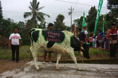 Cattle: A cow with dye and writing on its body will soon be paraded around Mlambong village. The writing on the cow is translated as “currently being pretty”. JP/Maksum Nur Fauzan