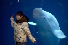 Captive whales find new home as aquarium shows decline