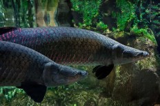 Minister angry about arapaima fish dumped in Brantas