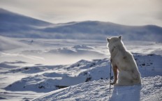 Sitting white dog in cold arctic winter, Kulusuk village, Greenland.