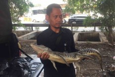 W. Jakarta residents claim to have found Grogol River crocodile