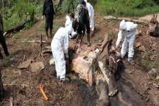 Female elephant found dead in Bengkulu