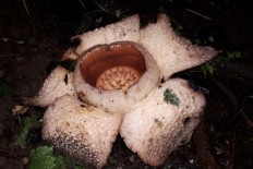 Bengkulu's white rafflesia may be 'new species'