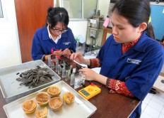 Oddy South Lolo Toding (left) and Elviliana, students of Brawijaya University's School of Agricultural Technology, during a demo of converting organic waste into electricity on July 2.