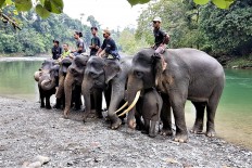 Elephant ecotourism stomps illegal logging