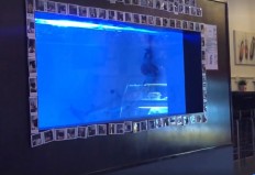 Video of shark in Malaysia restaurant aquarium sparks outrage