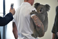 Saving the koala, with science