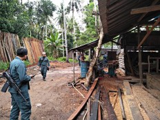 Orangutan found on illegal logging site in West Kalimantan
