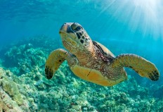 Attempting to protect sea life, Hawaii bans popular sunscreen brands&nbsp;