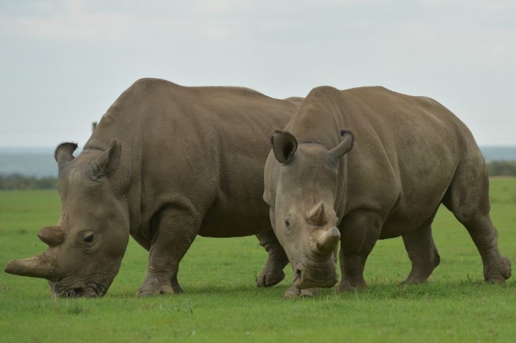 Scientists a step closer to saving northern white rhino from extinction