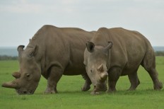 Scientists create embryos to save northern white rhinos