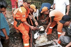 Pet crocodile removed from house in East Jakarta after 28 years
