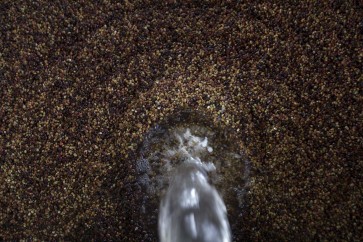 Blitar’s coffee harvest ritual