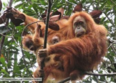 Batang Toru dam will affect orangutans and villagers: Walhi