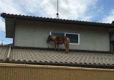 Miniature mare saved from Japan floods captures hearts