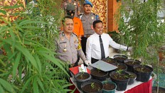 Bali fashion designer arrested for growing marijuana  