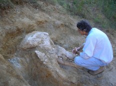 Rare skull of elephant ancestor unveiled in France