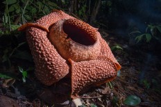 Two Rafflesia flowers bloom in North Bengkulu
