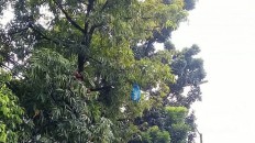 South Tangerang man sues neighbor for cutting down trees