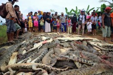 Local residents slaughter 292 crocodiles in Sorong farm