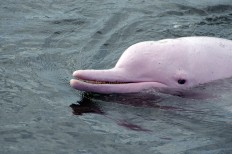 Bridge to China brings threat for Hong Kong's native pink dolphin