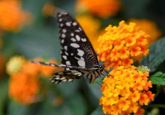 Forget Brexit for a while and count the butterflies, Attenborough tells Brits