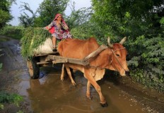 Indian Muslim transporting cows dies after mob attack