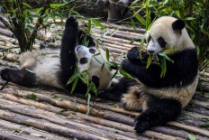 Panda's bamboo diet appears deceptively carnivorous: Study