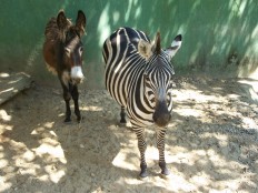 Egyptian zoo gets called out for faking zebra with painted donkey